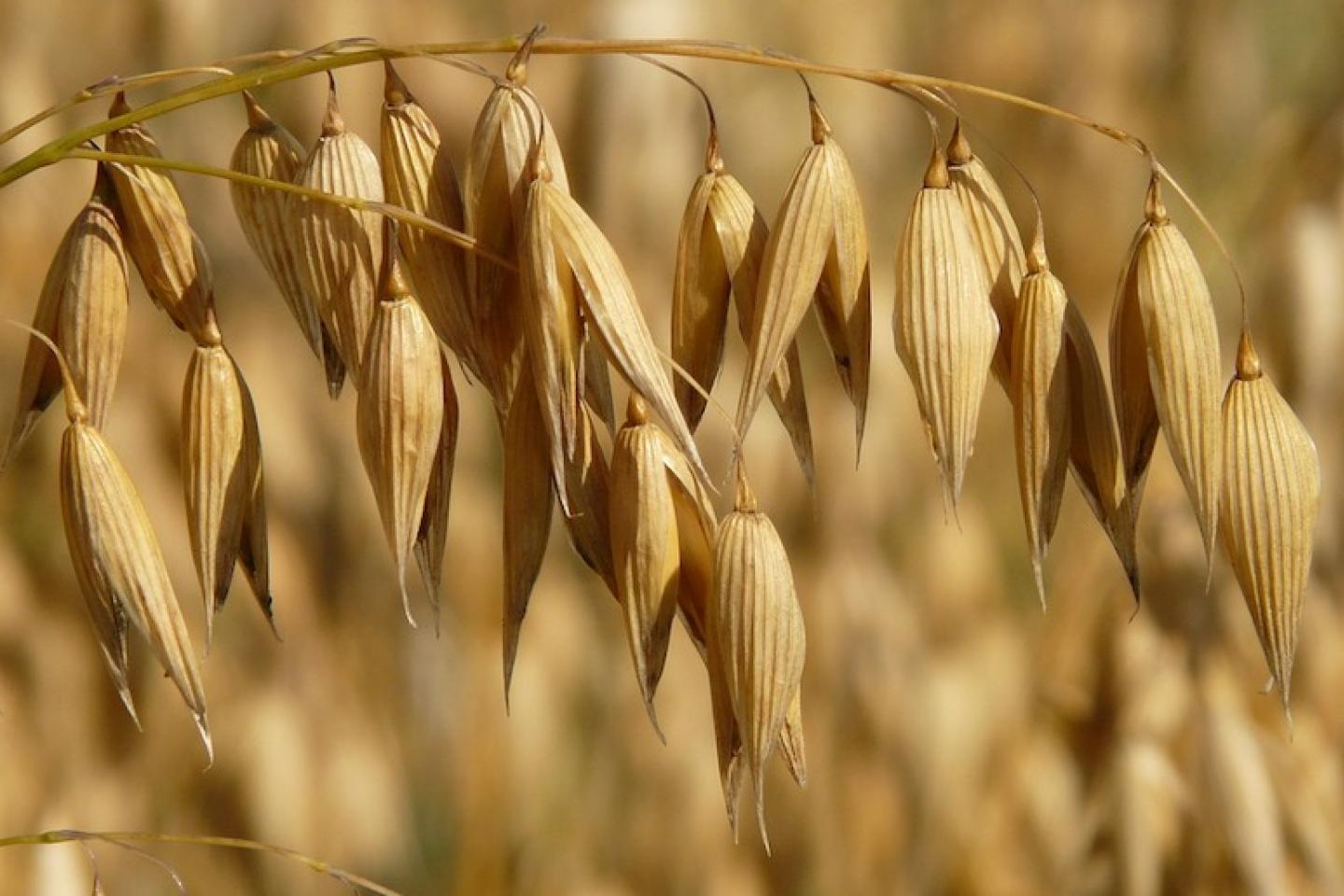 Avena