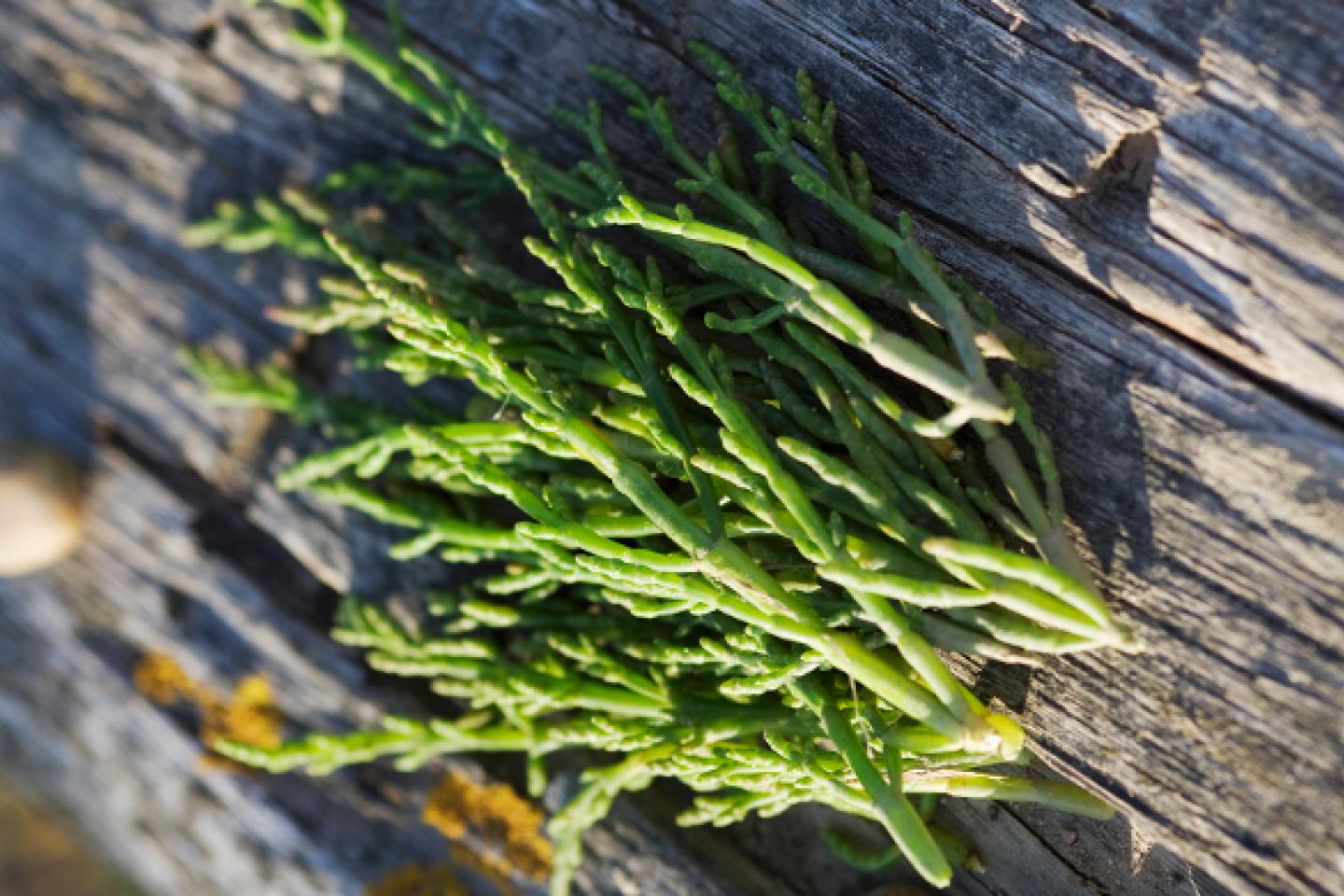 Salicornia
