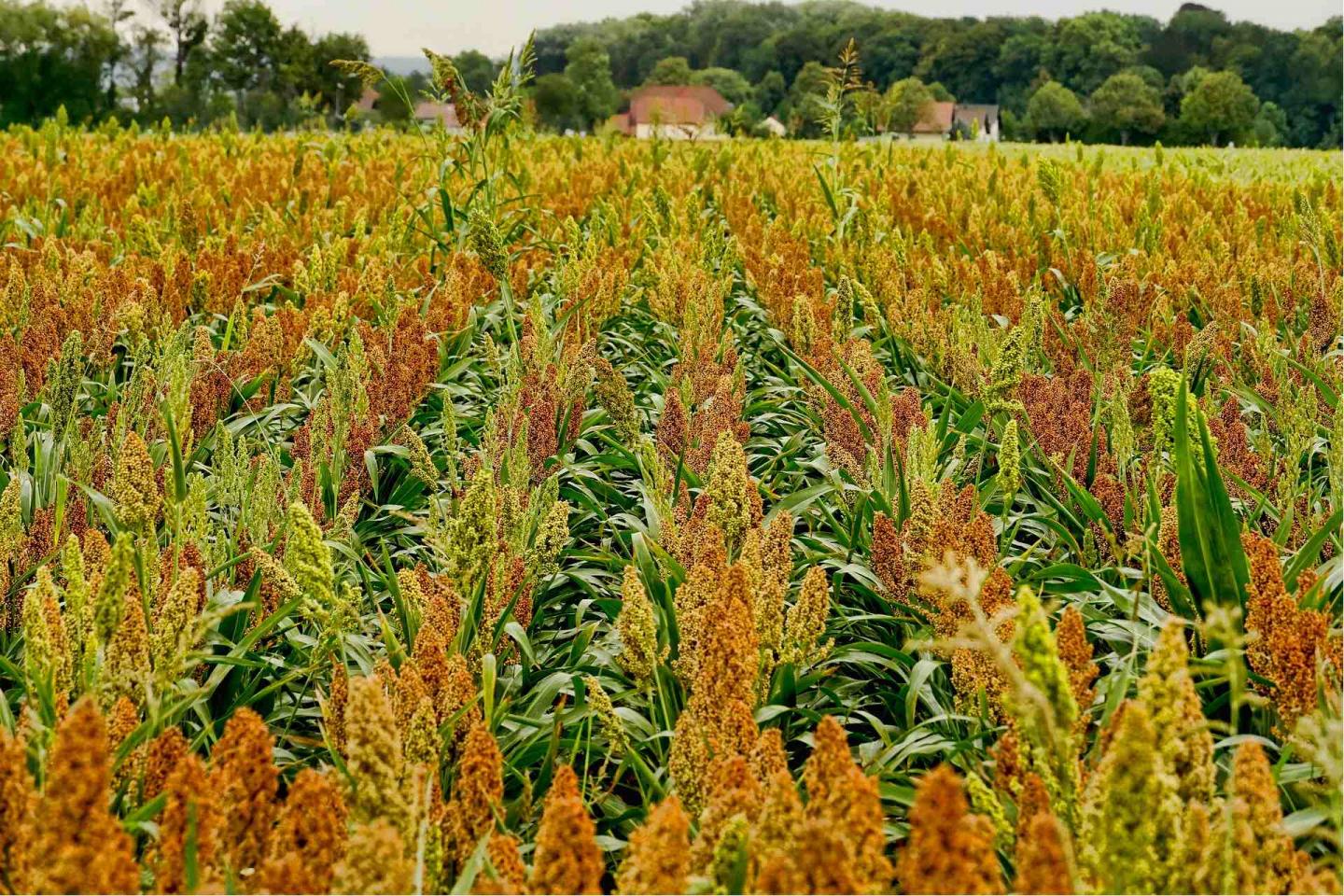Sorgo y fonio - Finedininglovers