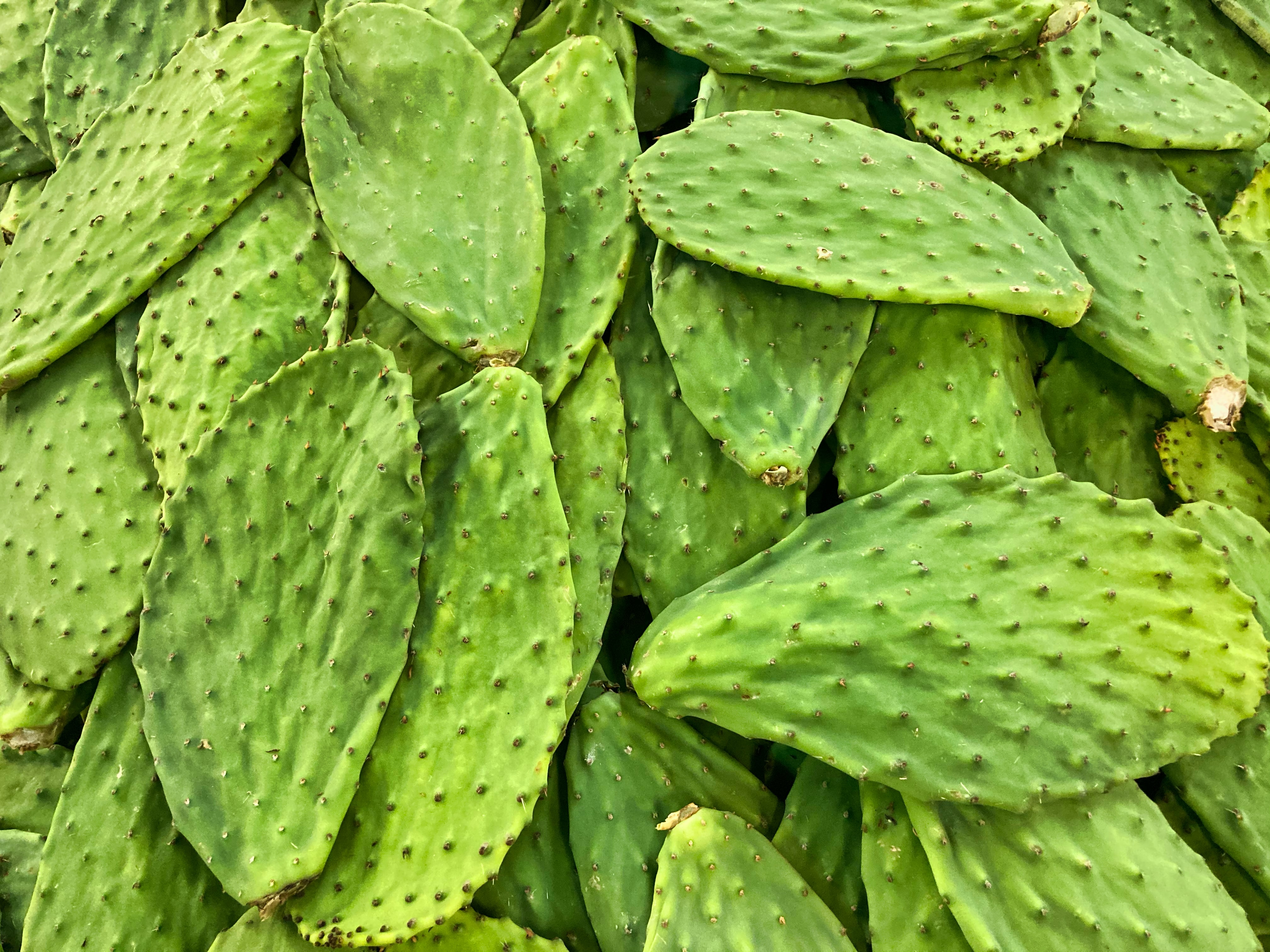 Nopal - Finedininglovers