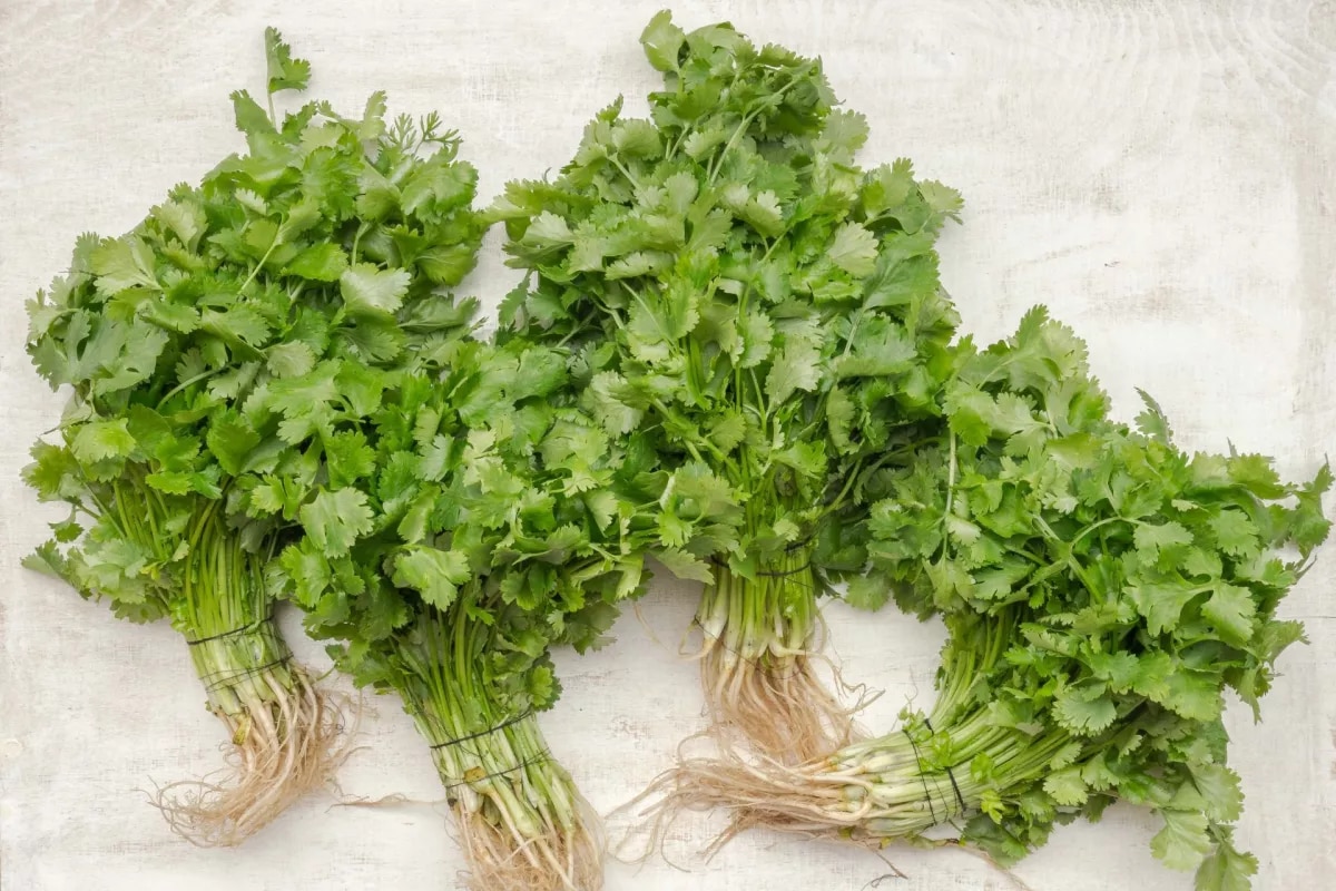 Cilantro