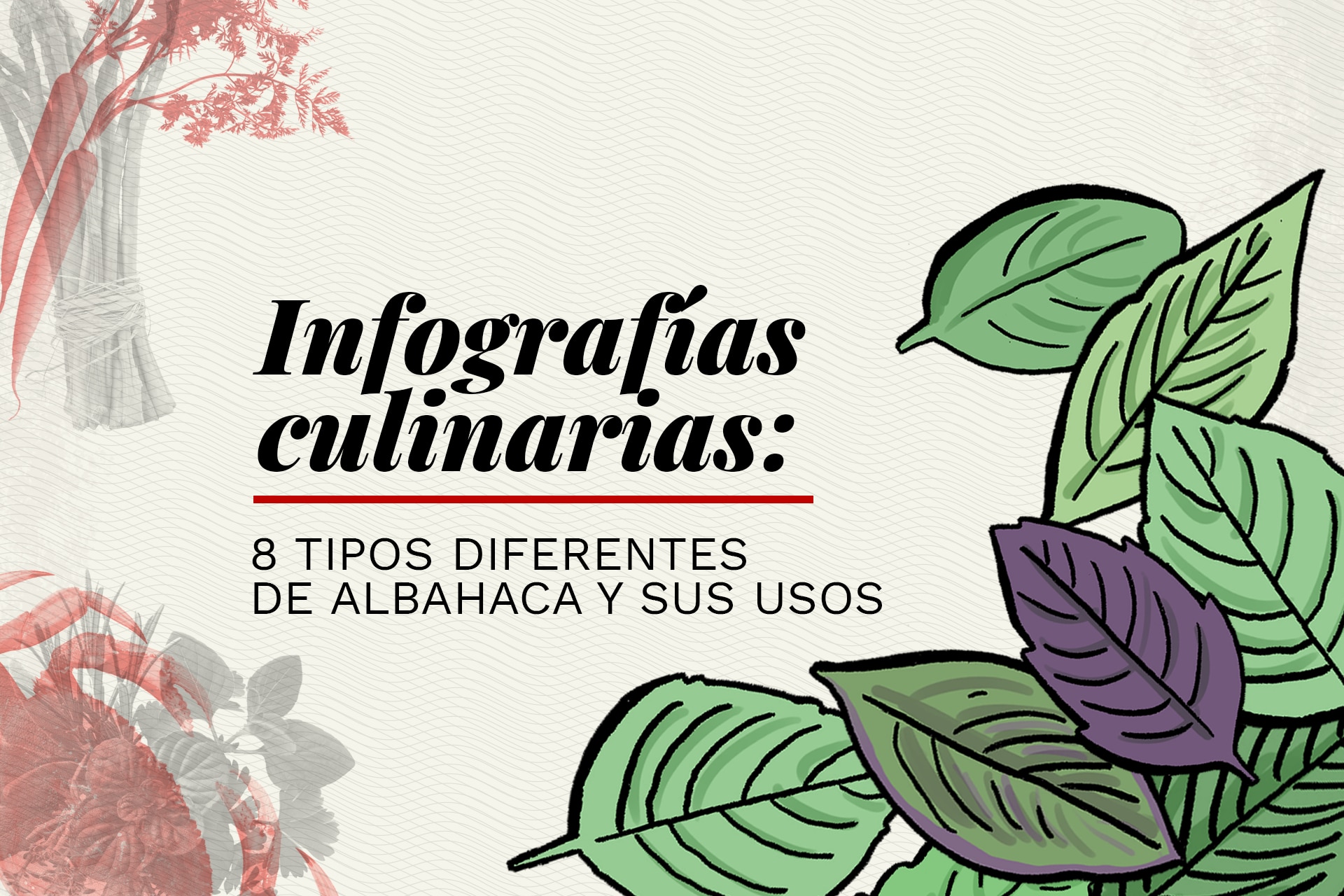 variedades de albahaca