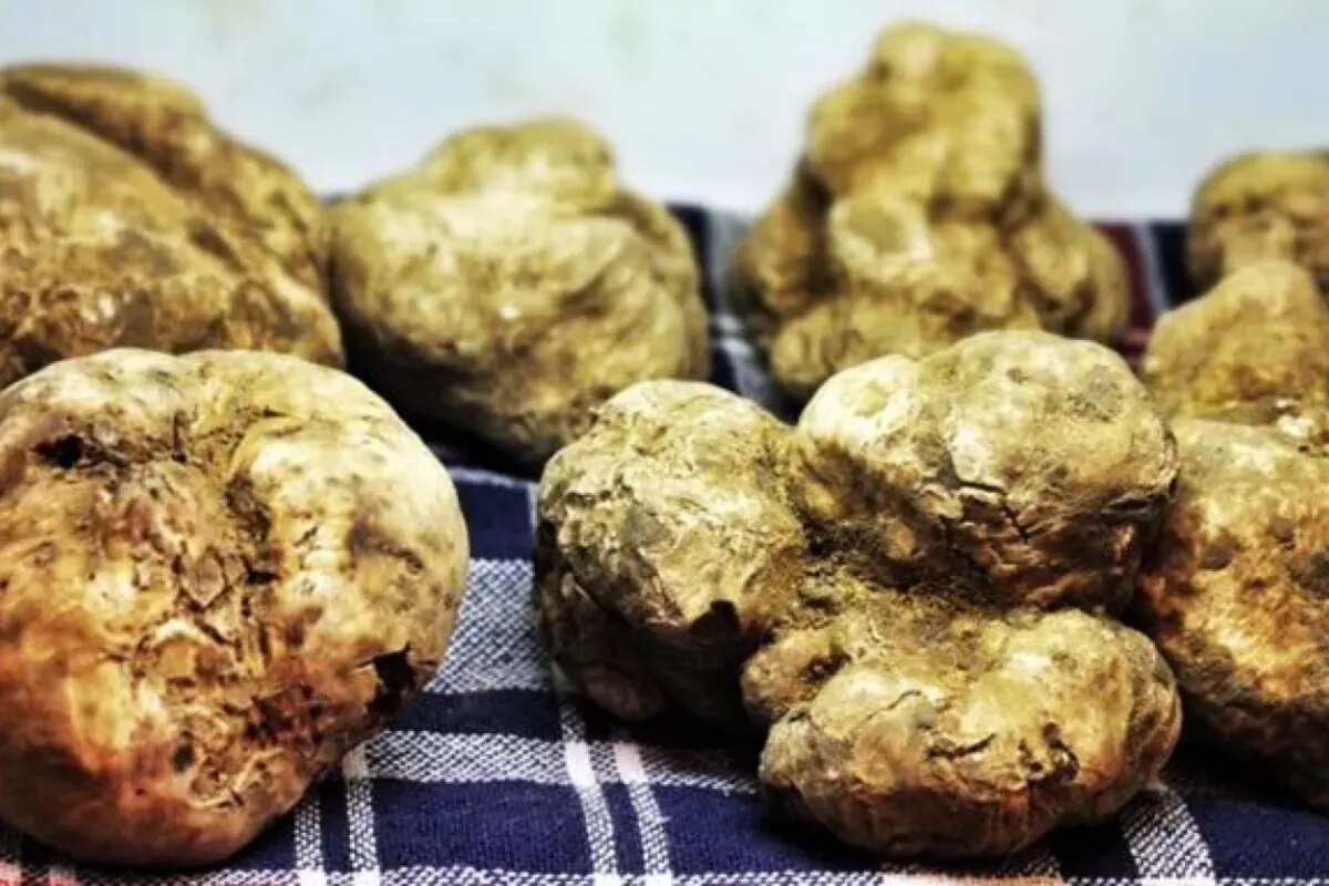 Récord histórico de ventas en la subasta de Alba: 184.000 euros por una trufa blanca