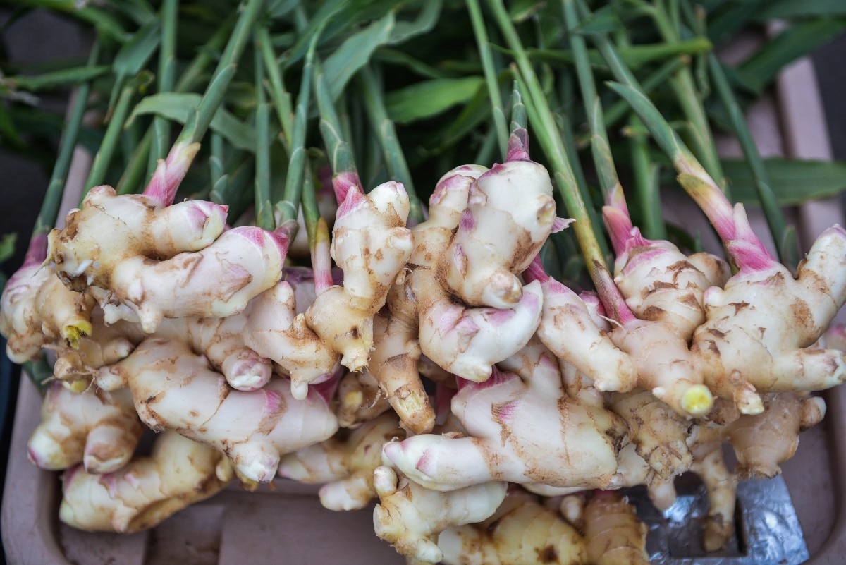 health-benefits-of-ginger-tamara-tcm