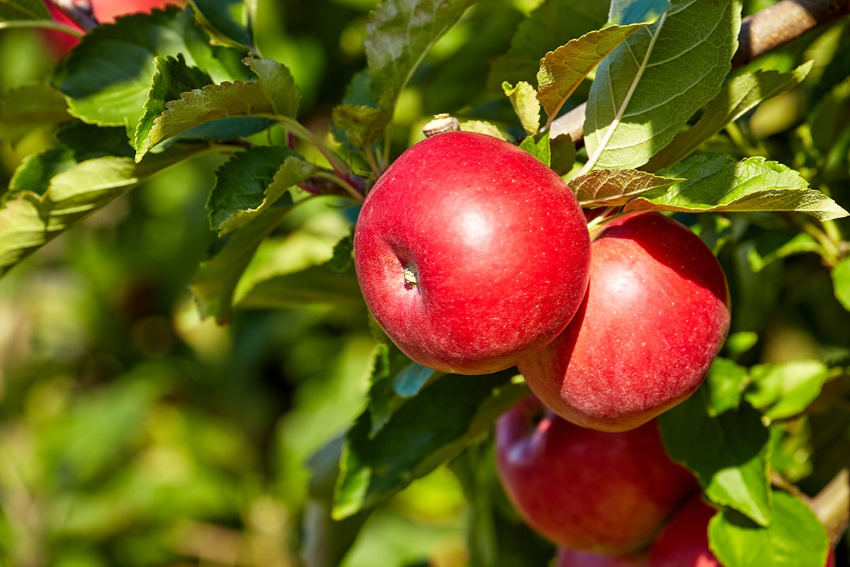 Cider apples.