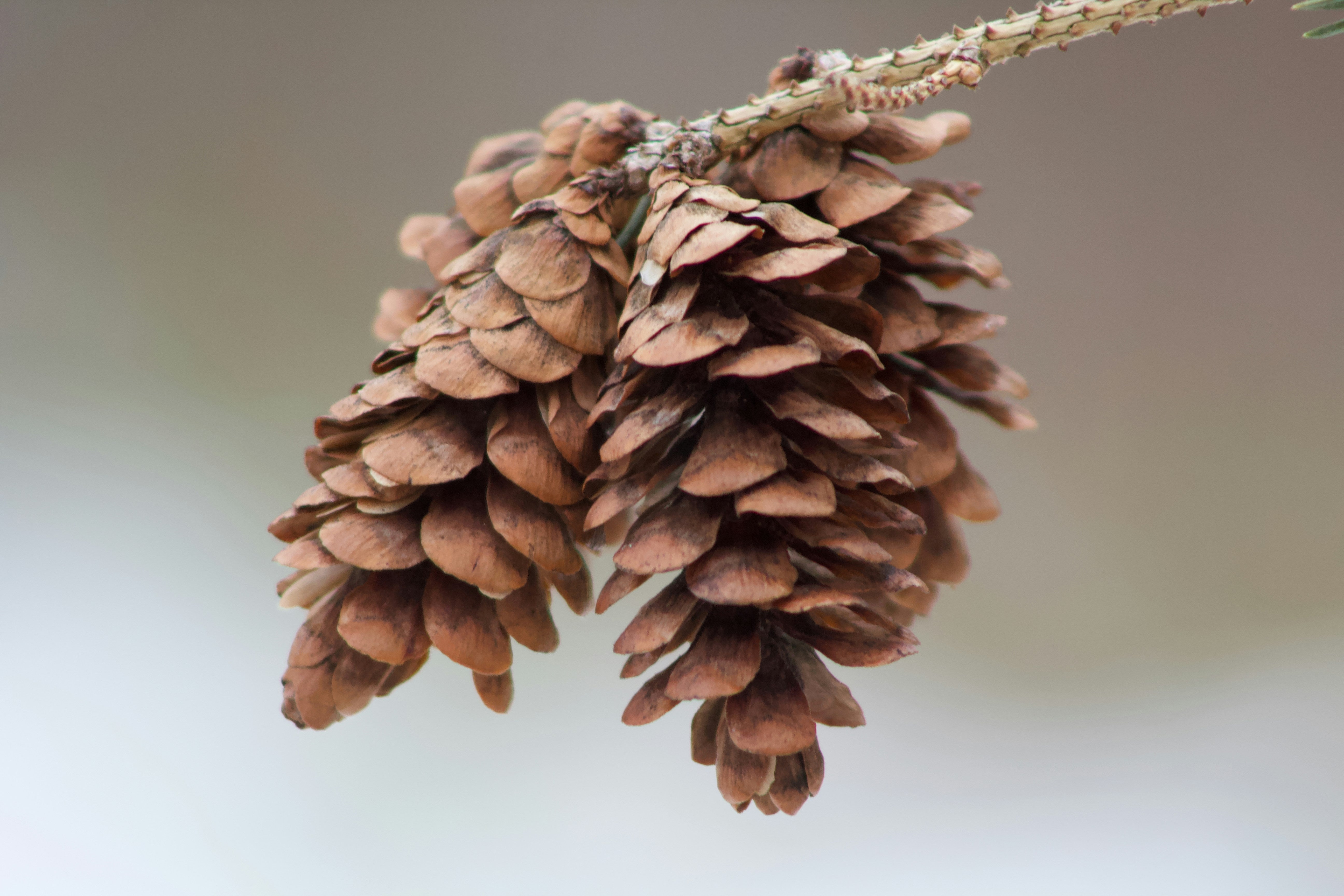 pine