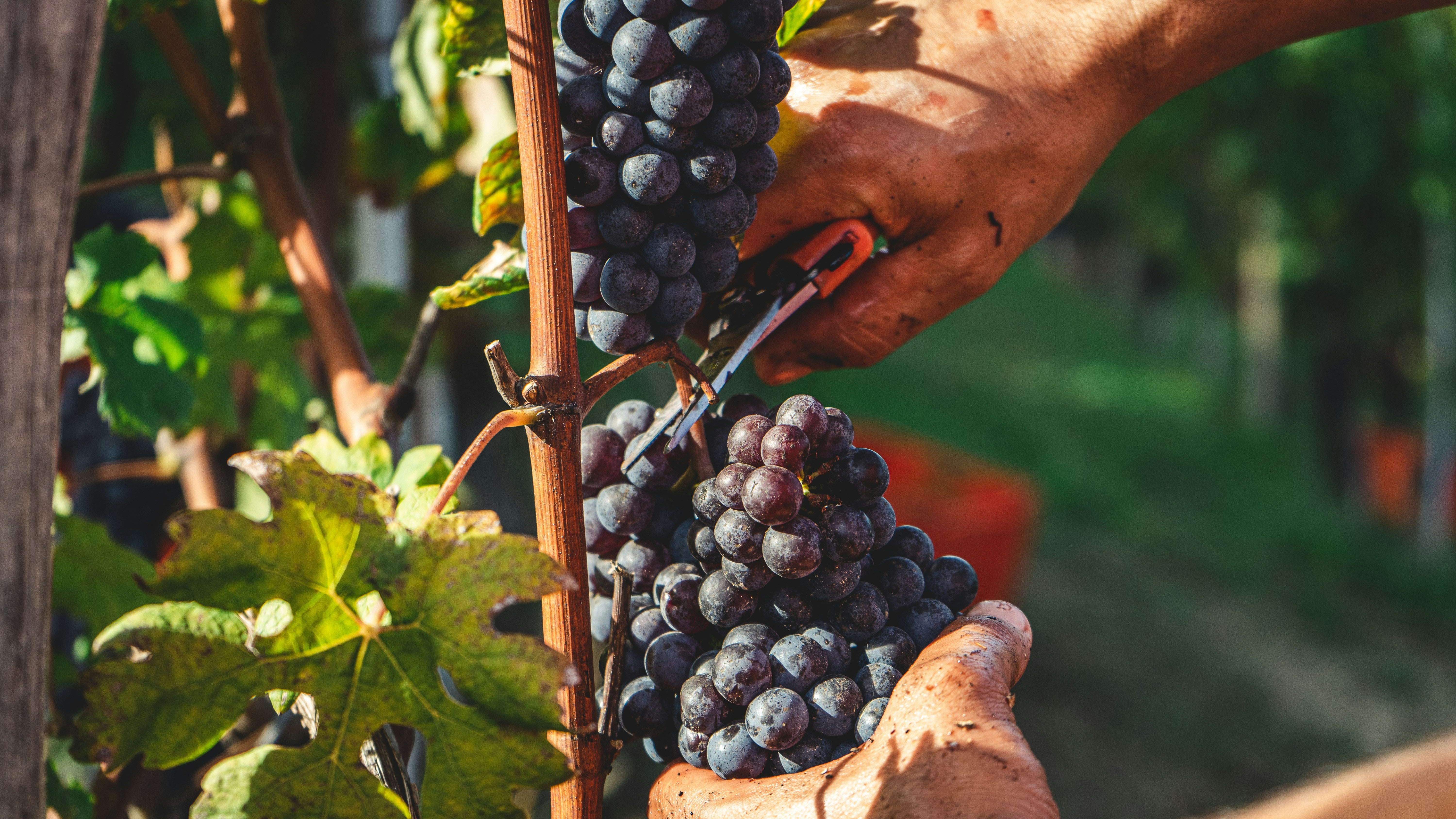 Nebbiolo Grapes