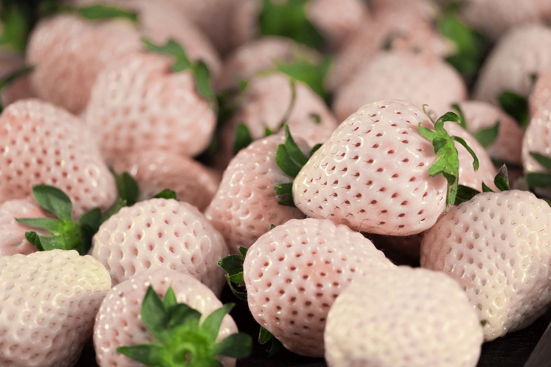 White Strawberries: Everything you need to know - Fine Dining Lovers