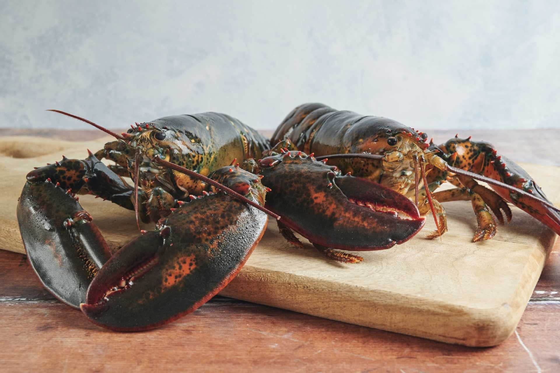 Canadian Lobster