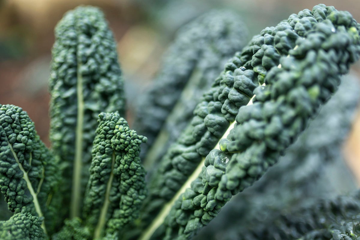 Kale.