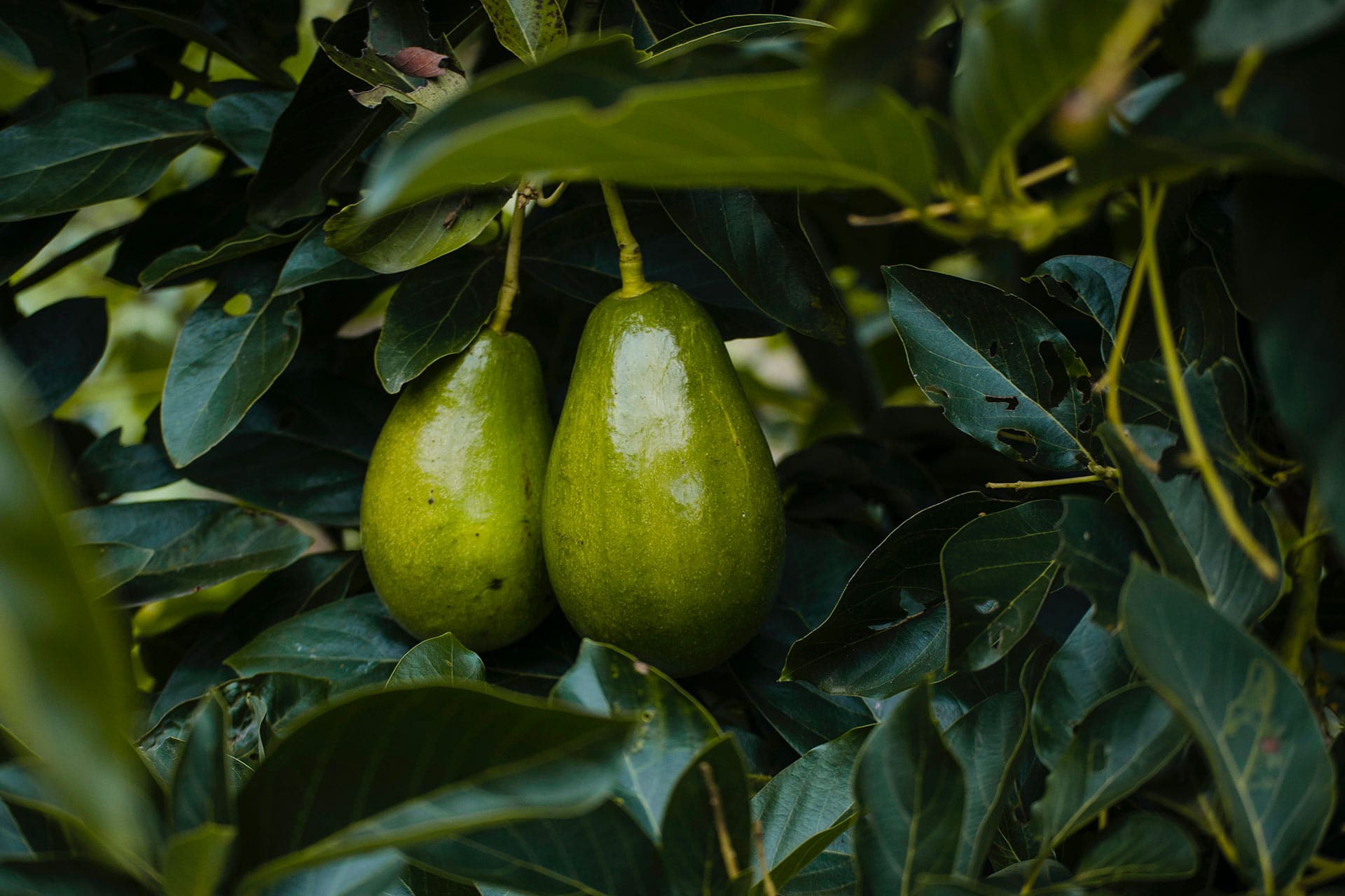 Bacon Avocado