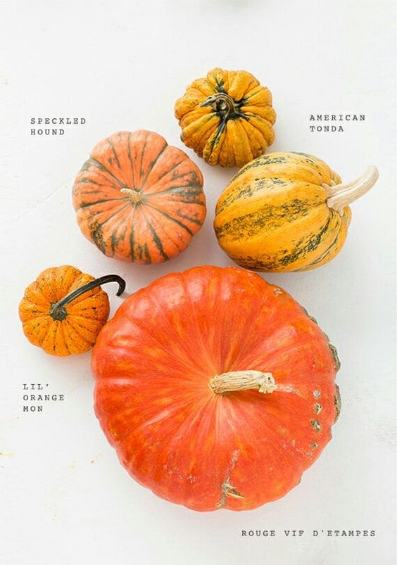 ““Different Squashes