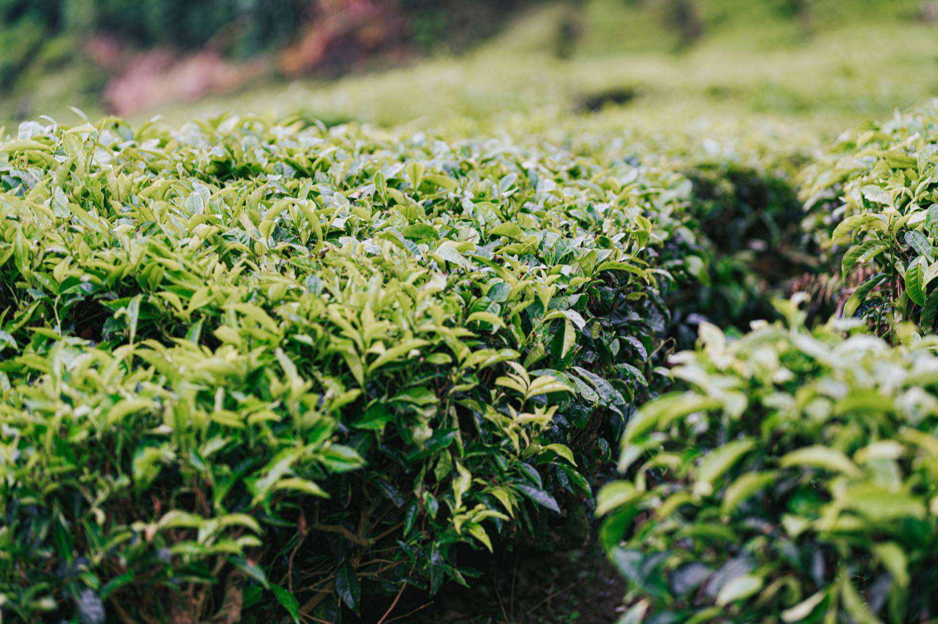 green-tea-plantation
