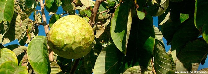 Annona Reggio