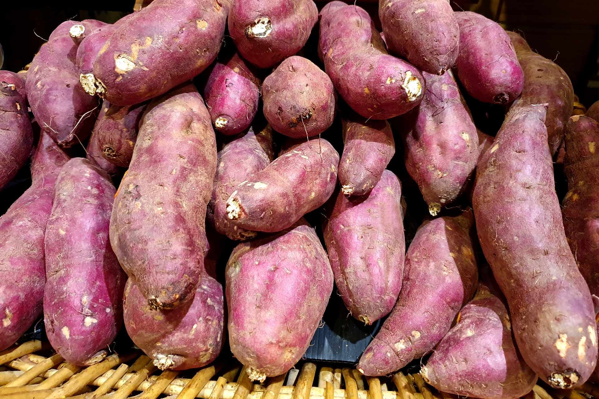 tapioca-what-is