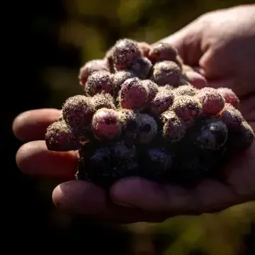 Vendanges at Château d’Yquem