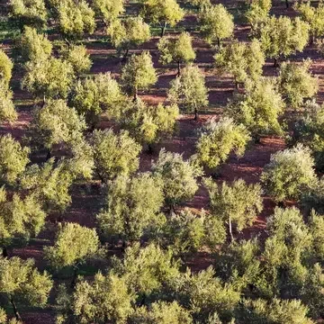 La Furtuna Estate in Corleone, Sicily
