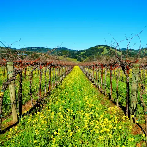Vineyard rows with yellow wildflowers and bare vines under a bright blue sky in a scenic valley
