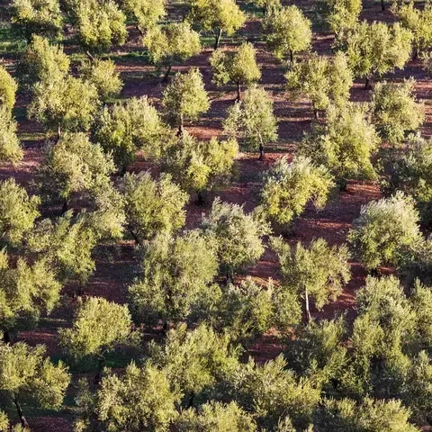 La Furtuna Estate in Corleone, Sicily