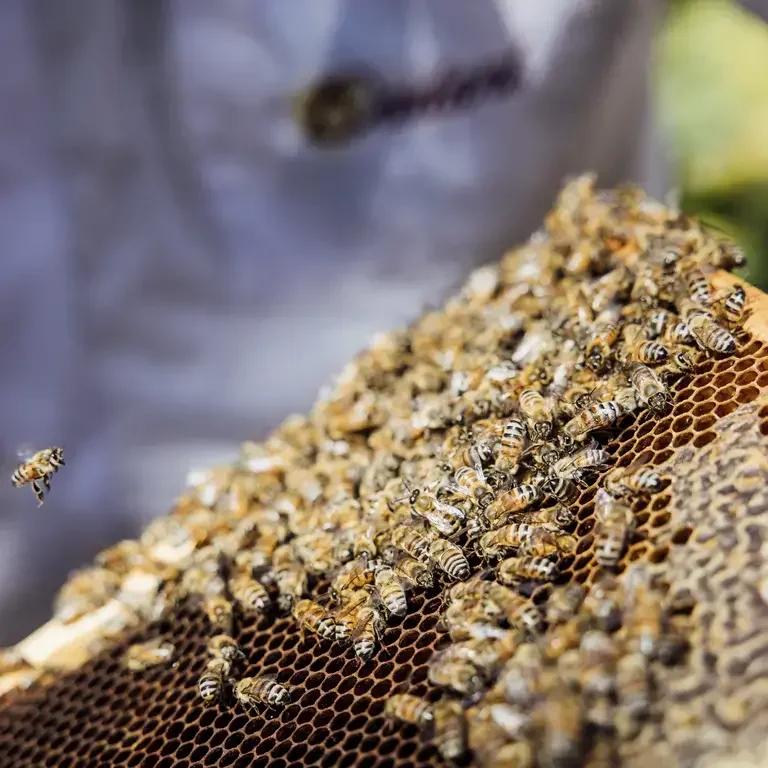 Rosewood Miramar Bees