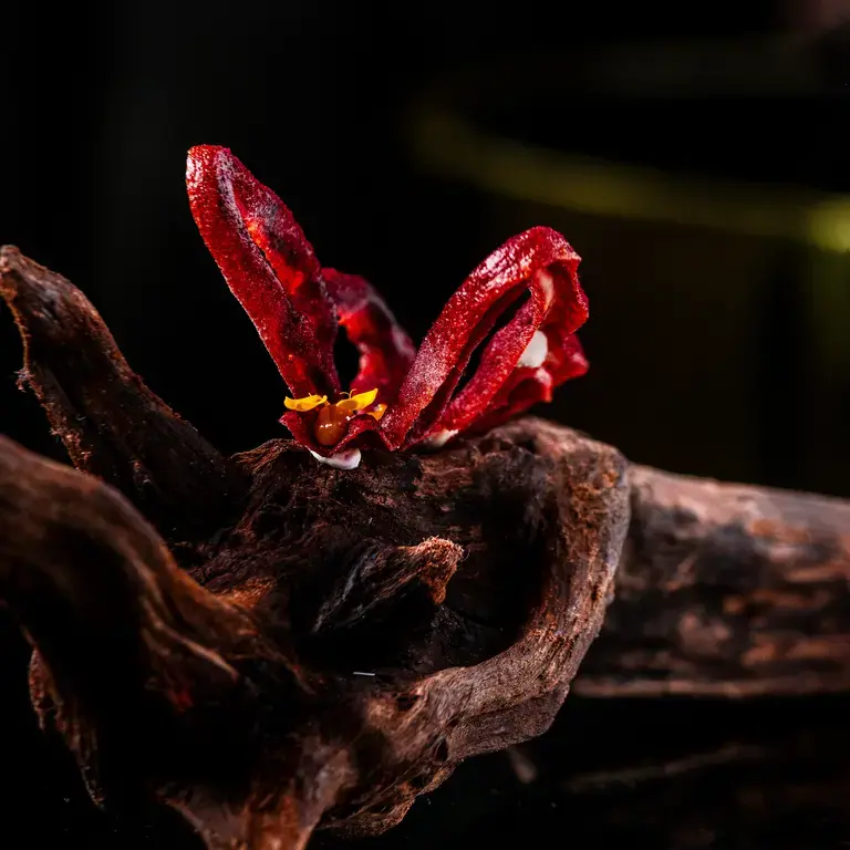 minibar and Disfrutar Collaboration