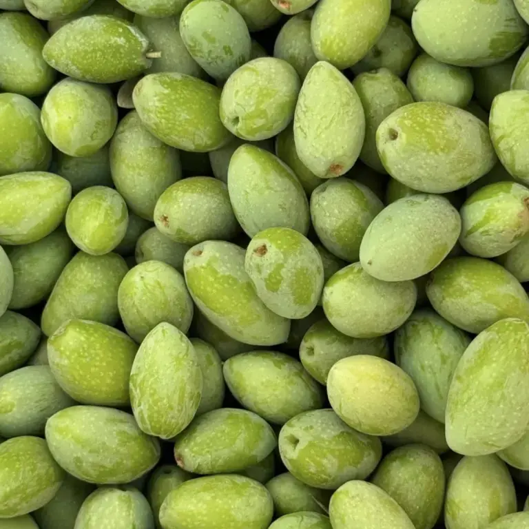 OLA Olives