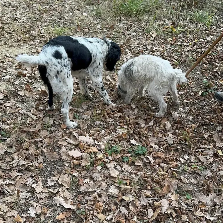 Truffle Hunting Dogs