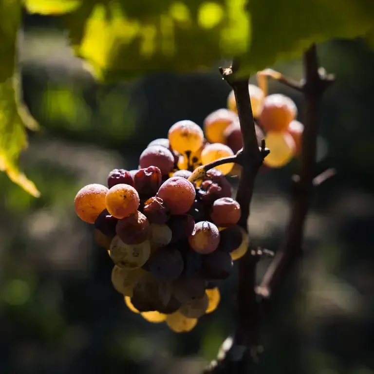 Vendanges at Château d’Yquem