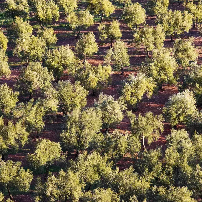 La Furtuna Estate in Corleone, Sicily