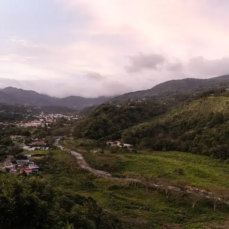 Coffee Plantations in Panama