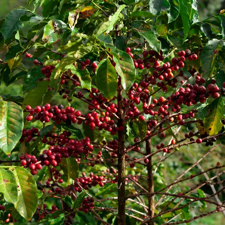 Coffee Cherries