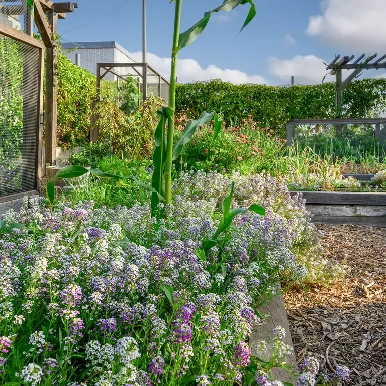 Tomat Garden Beds