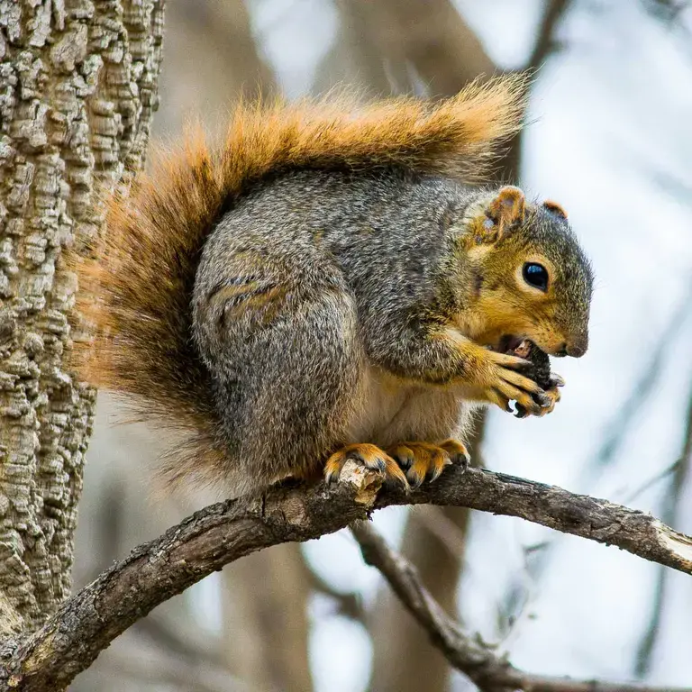Grey squirrel in a tree.