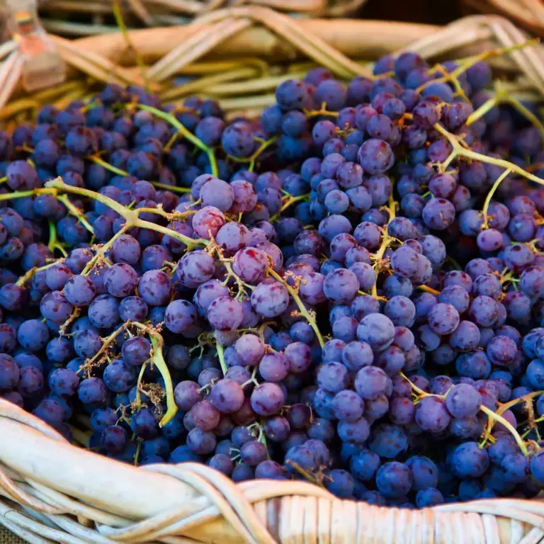 Types of Grapes 15 Common Varieties Fine Dining Lovers