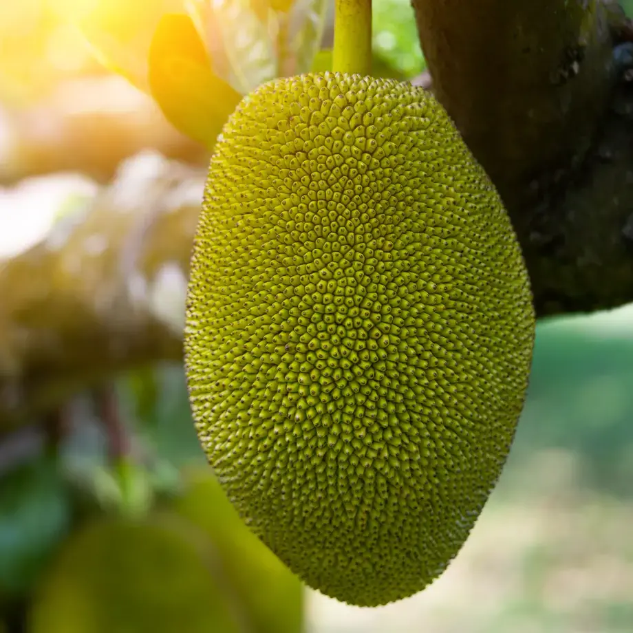 Jackfruit