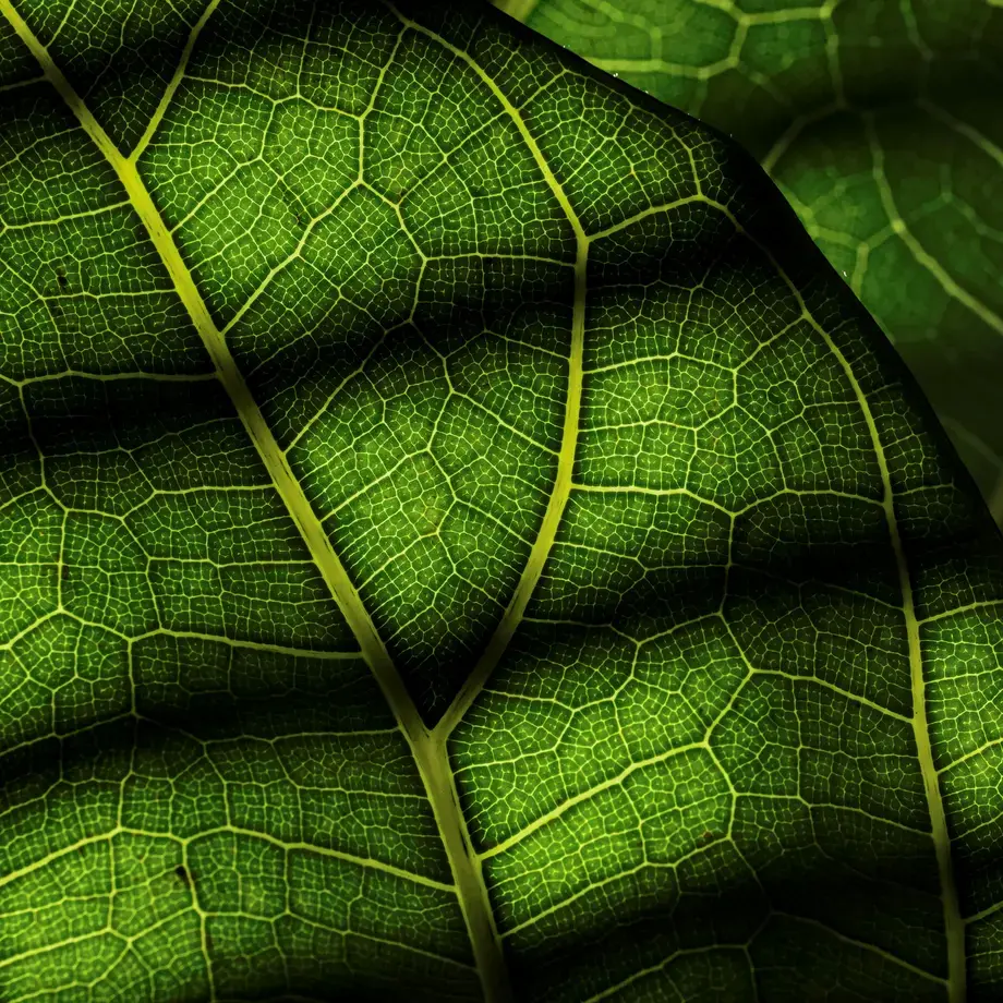 Fig Leaves