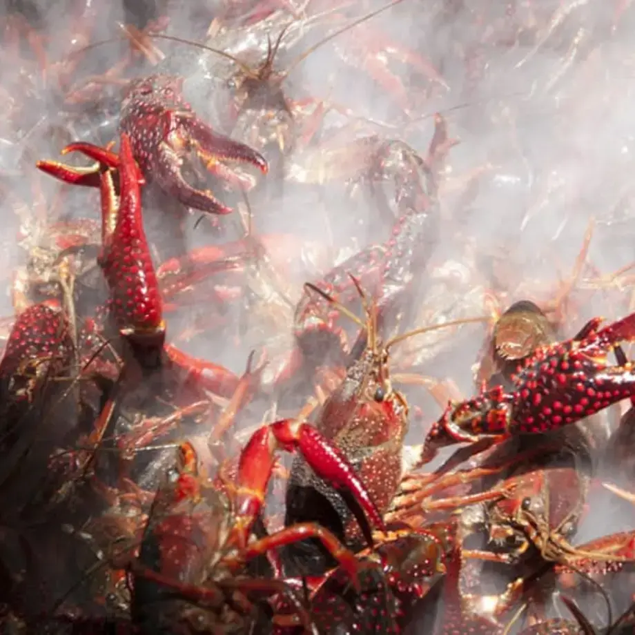 The Science of Steam Cooking