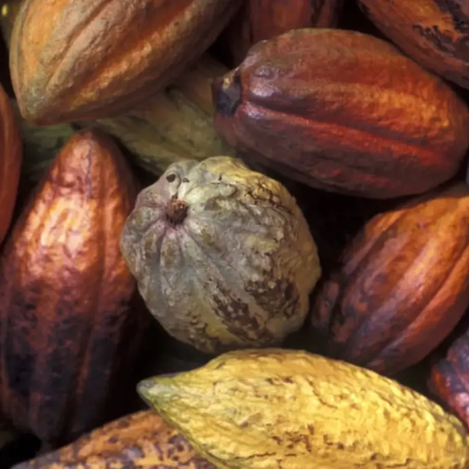 Original_13746_Cocoa-FDL-TP