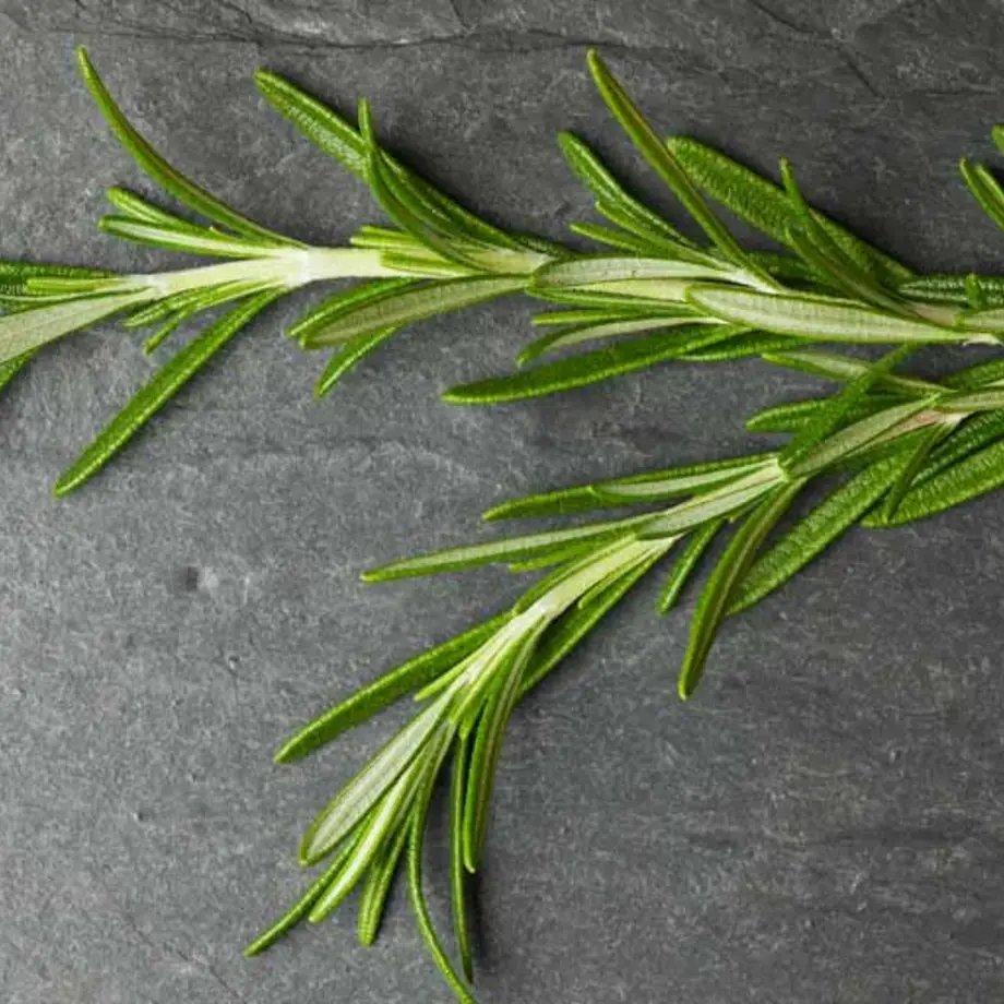 Original_1660_rosemary-410-tp