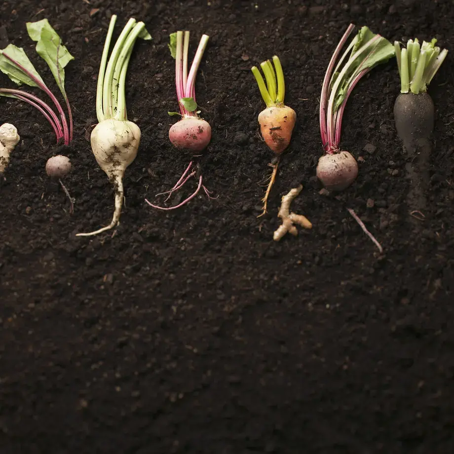 List of Root Vegetables: 11 Favourites plus Recipes