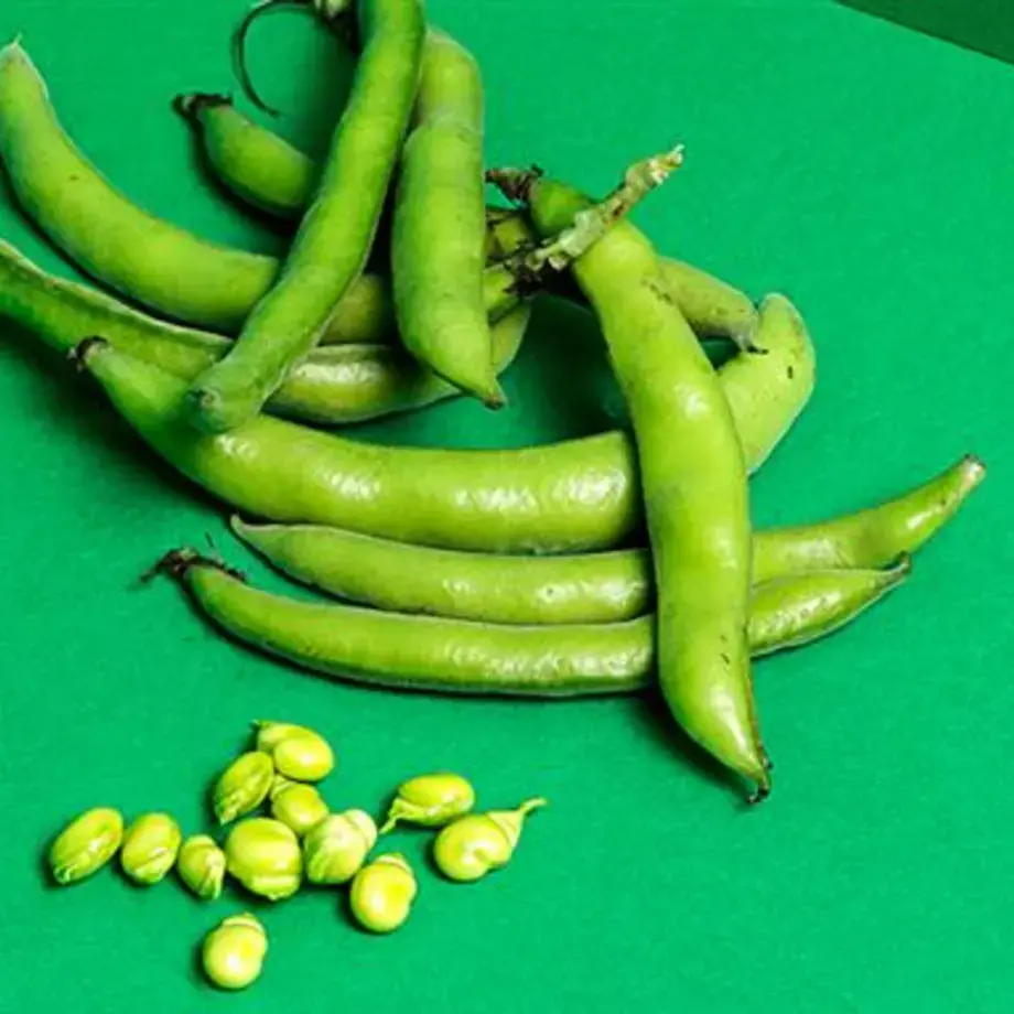 Fresh fava beans