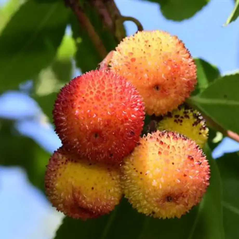 Strawberry Tree Fruit: What is it and How to Cook with it