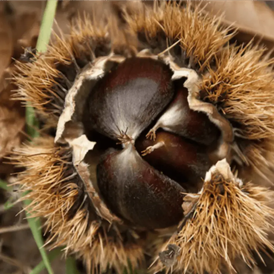 8 Way to Store Chestnuts at Home