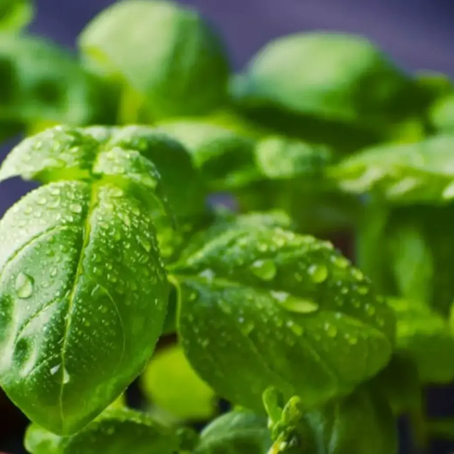 How to Harvest Basil to Ensure your Plant Flourishes