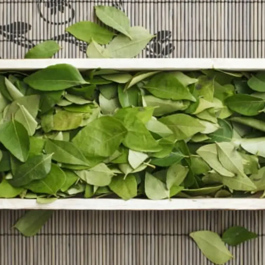 Curry Leaf: Understanding This South Indian Spice