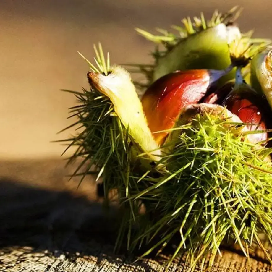 Original_4562_TP-chestnut