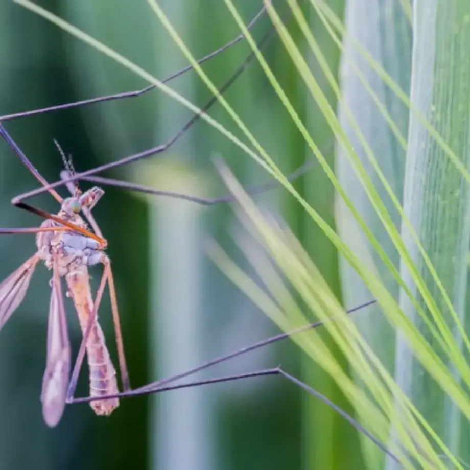 Original_6256_mosquito