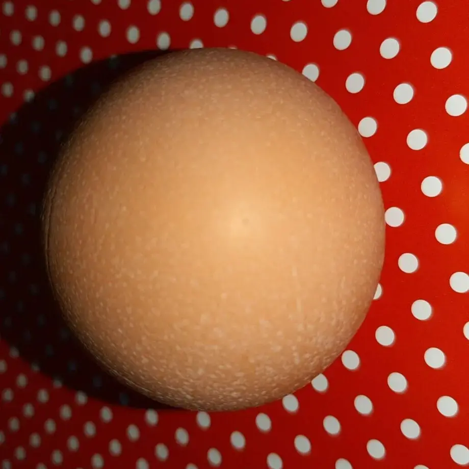 The perfectly round egg