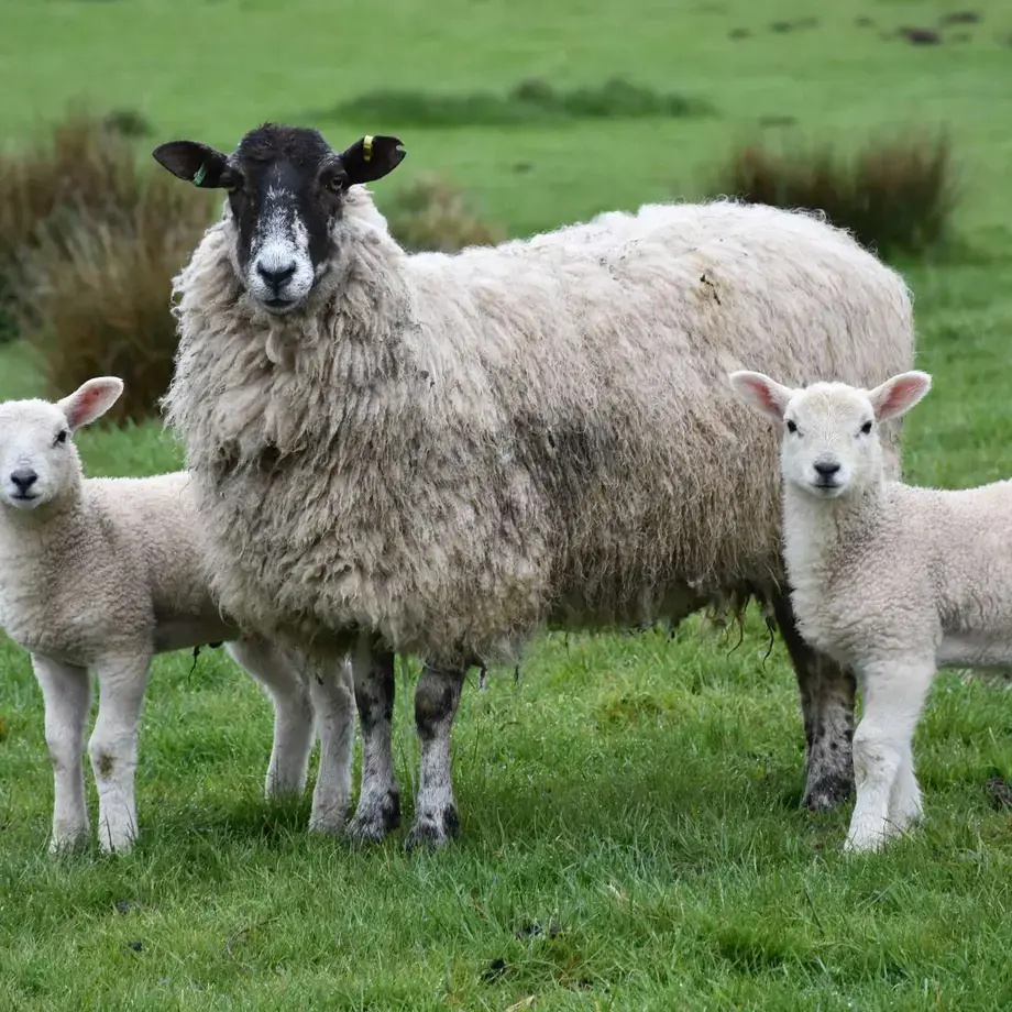 difference-lamb-mutton