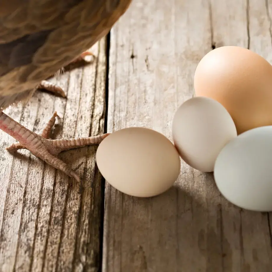 pullet-eggs